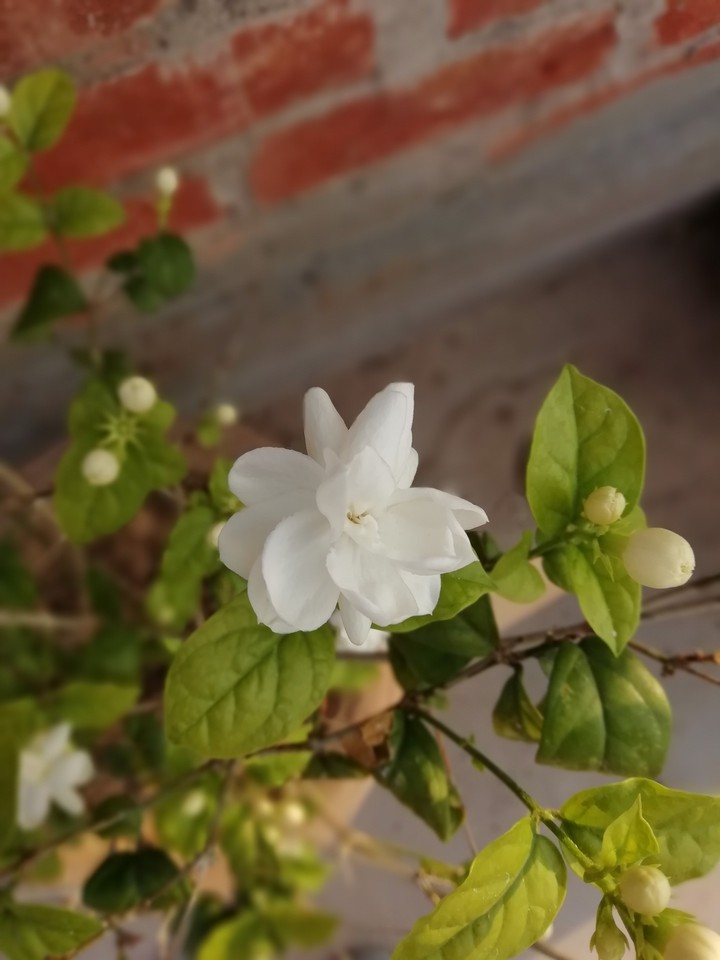 jasmine