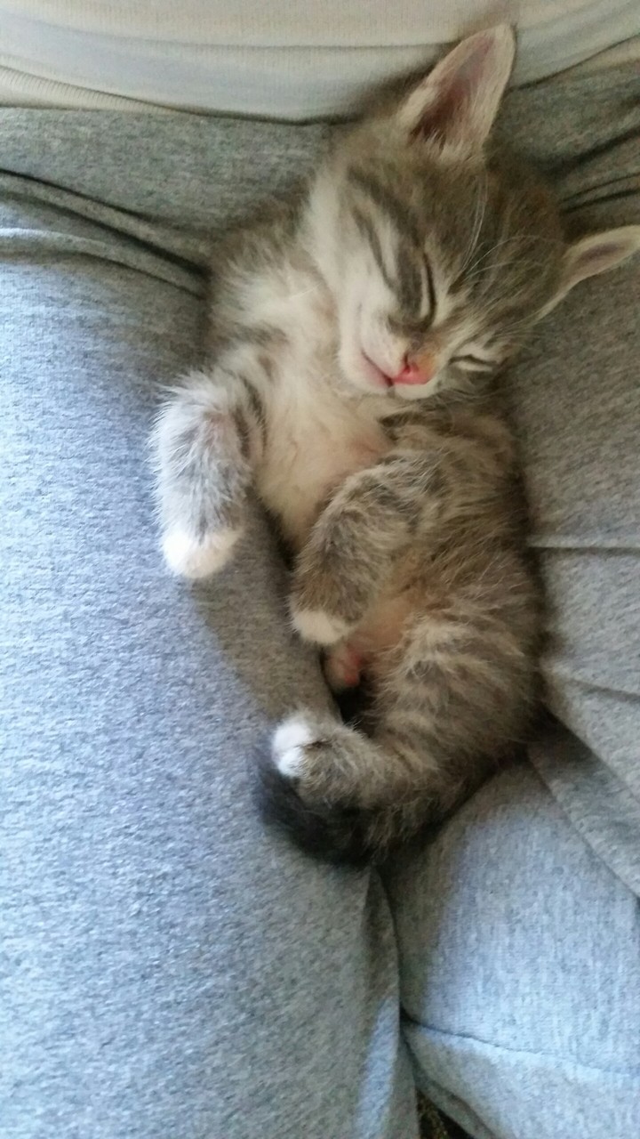 sweet kitten