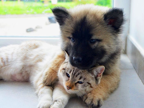 This is love between dog & cat.