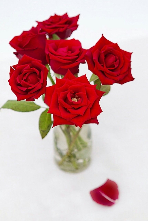 roses