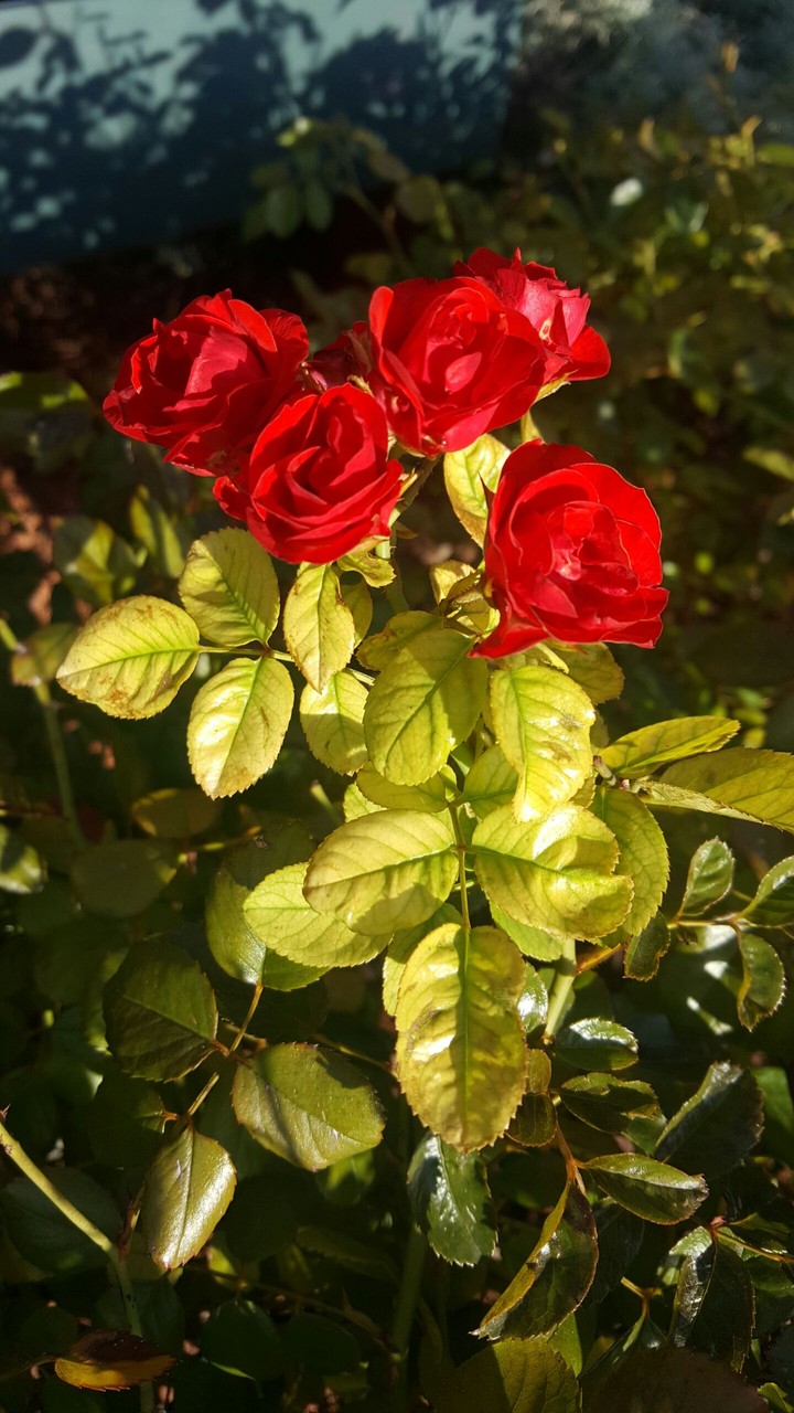 Feeling Rosey