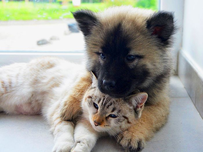 This is love between dog & cat.
