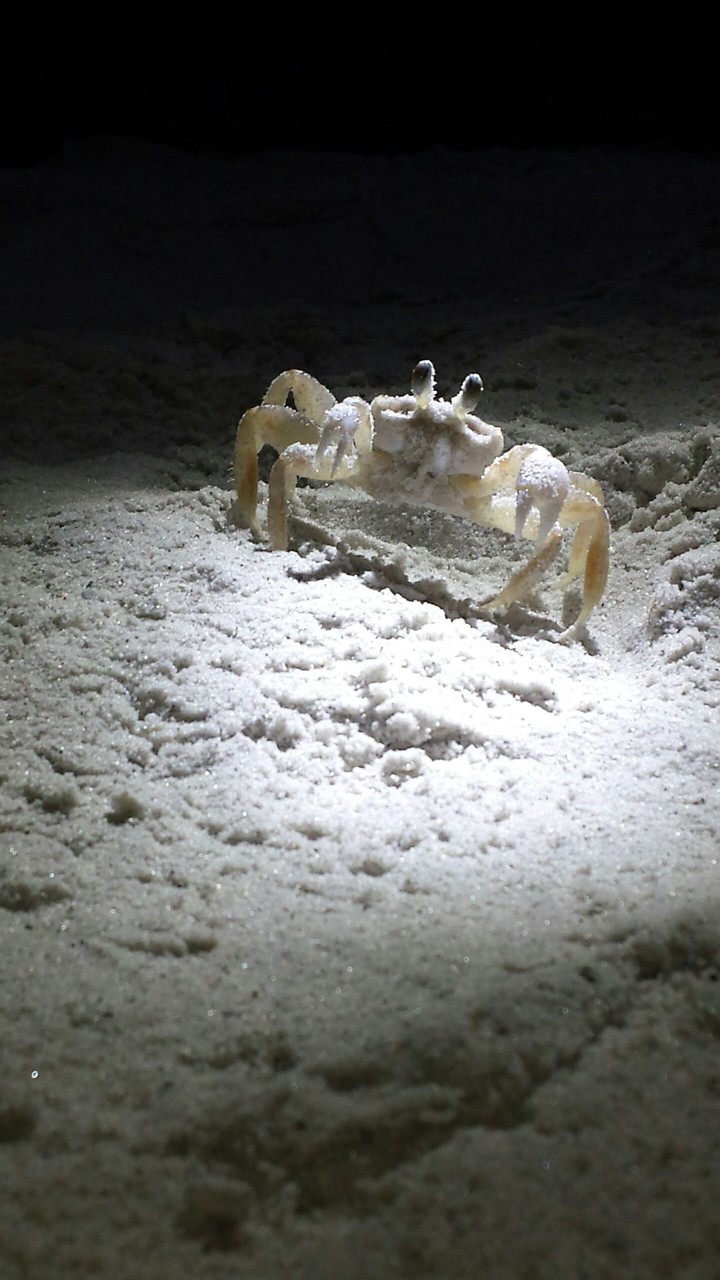 crab