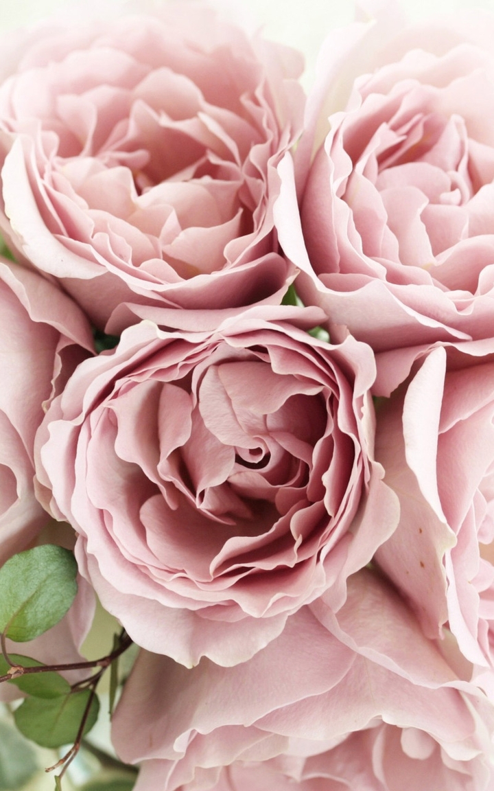 Pink Roses