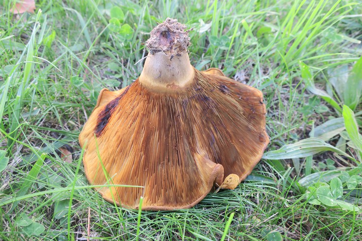 champignon