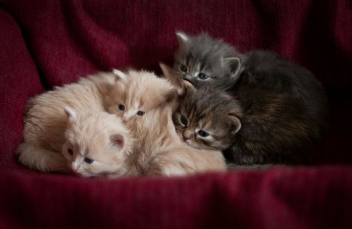 gattini bellissimi