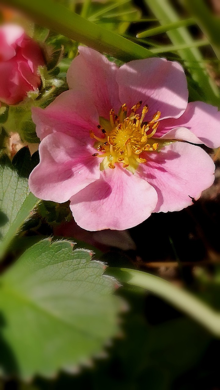 ErdbeerBlüte Scheinerdbeere