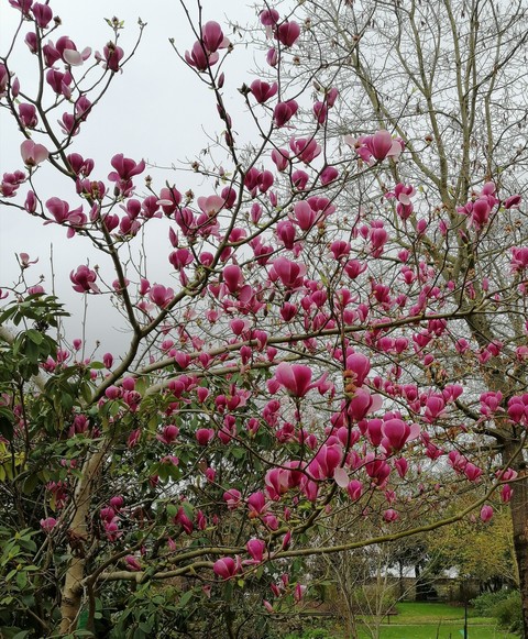 twig, flower壁紙