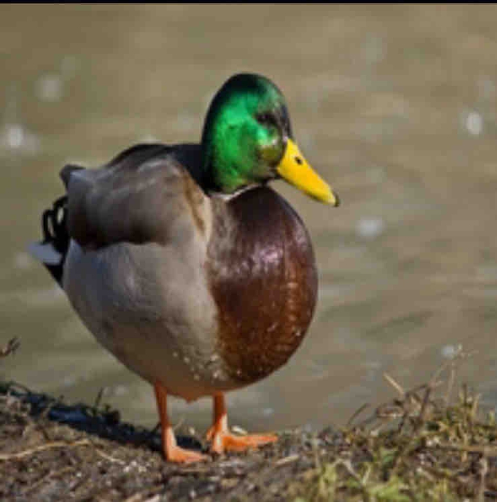 Colourful duck