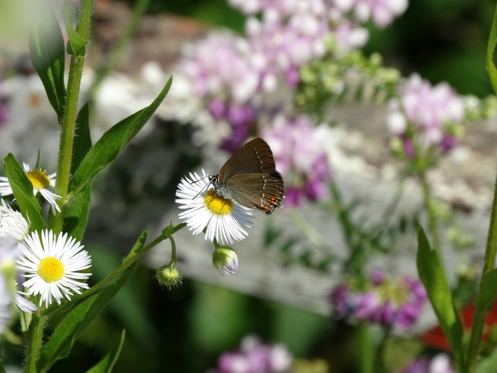 Beautiful butterfly
