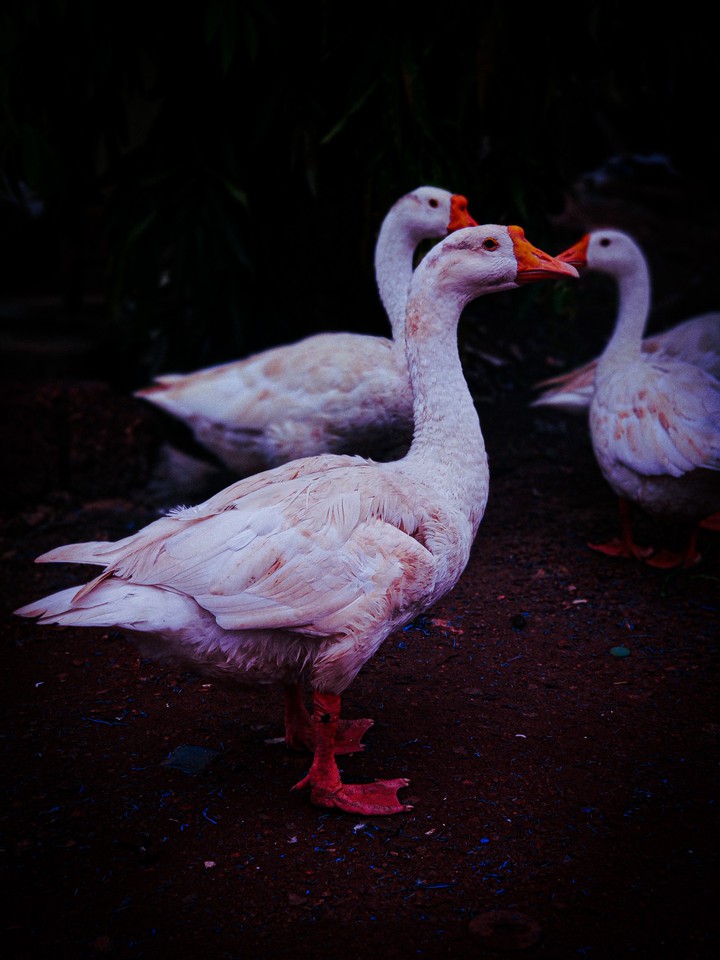 swan