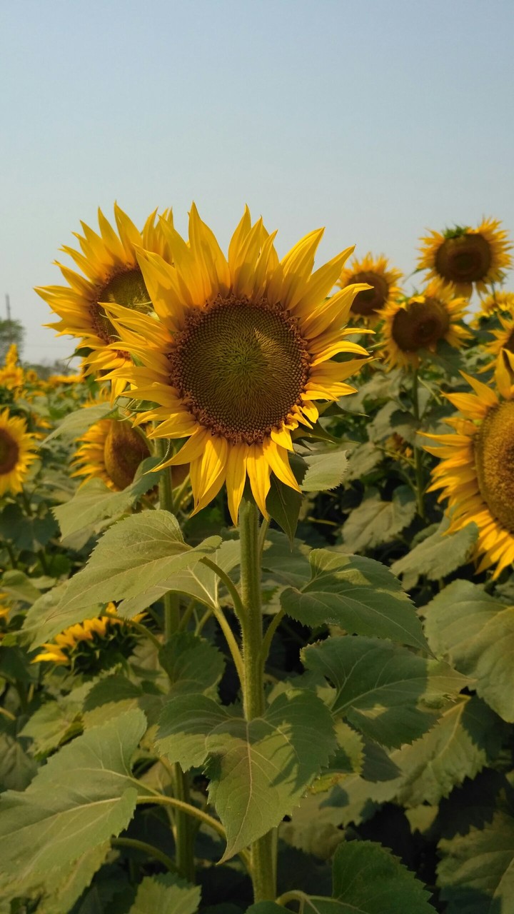 sunflower