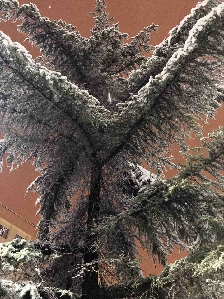 tree