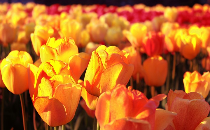 Tulips