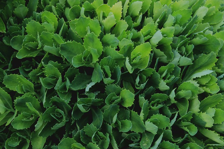 Green plant