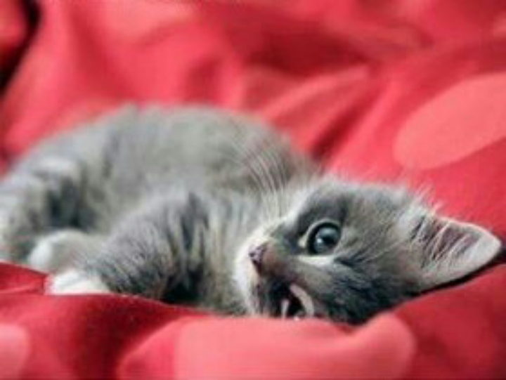 Gato