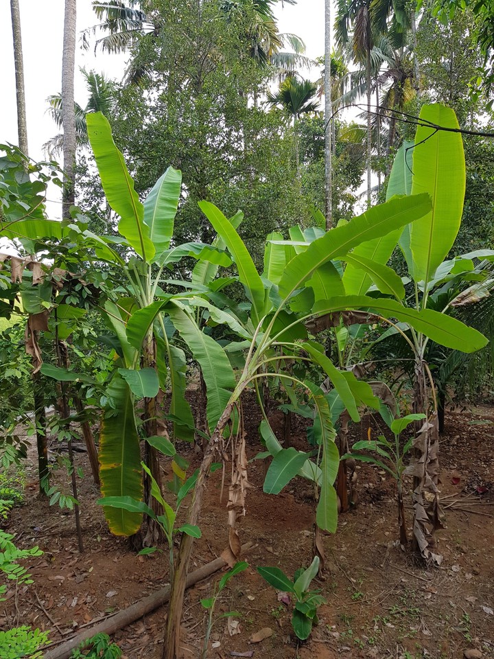 Banana trees