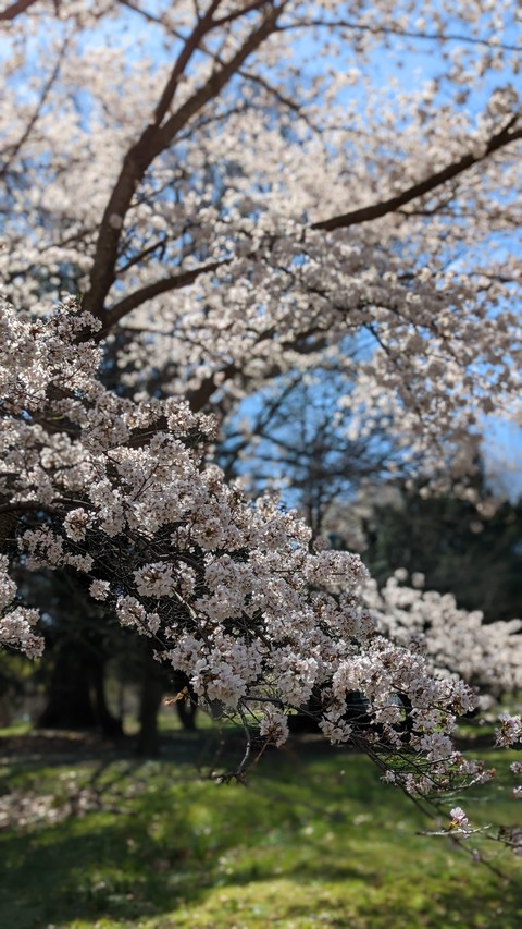 flower, grass वॉलपेपर