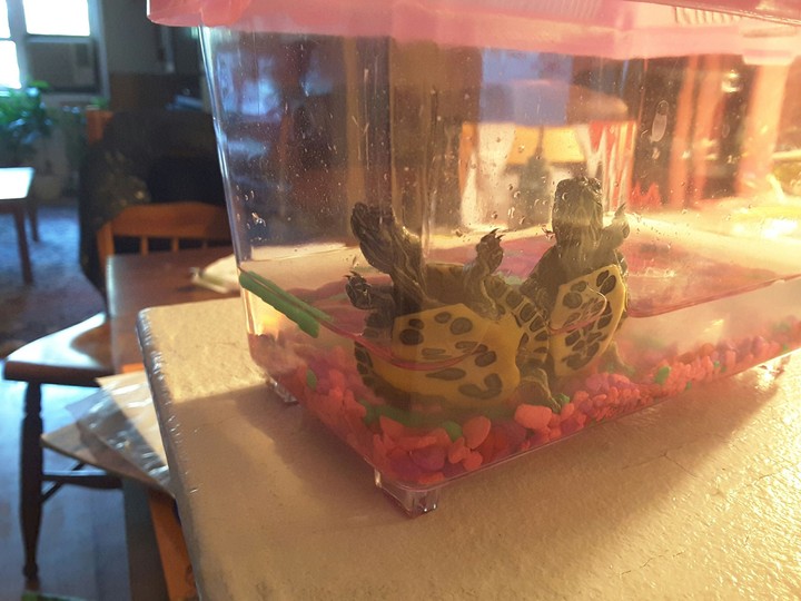 my turtles