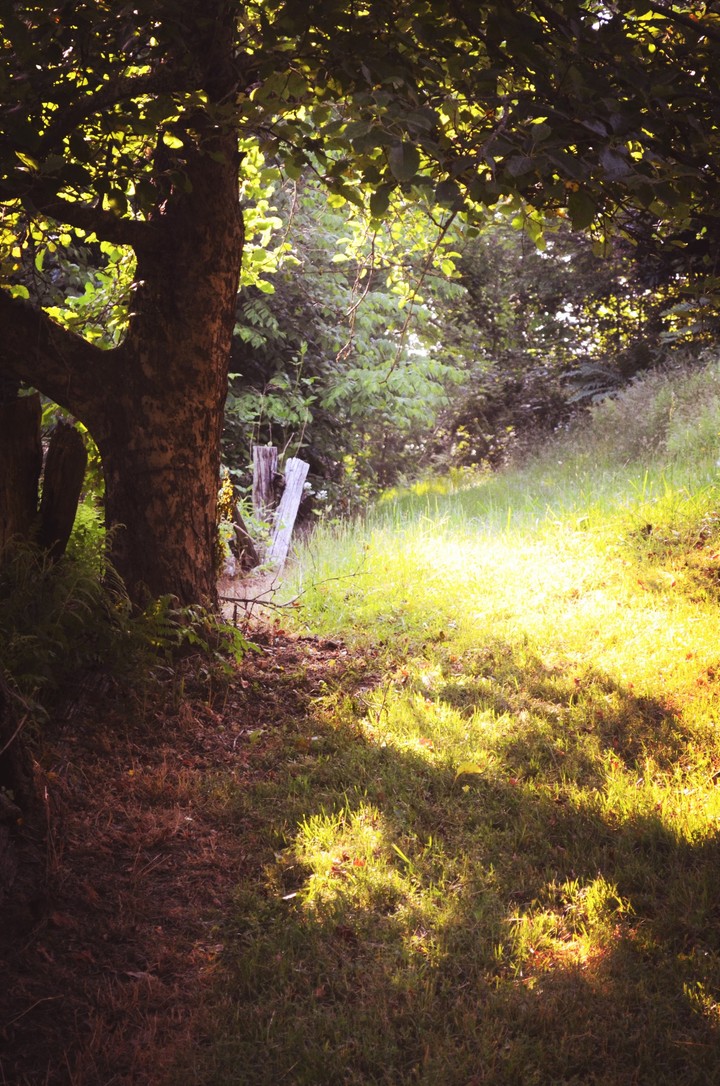 sunny morning path