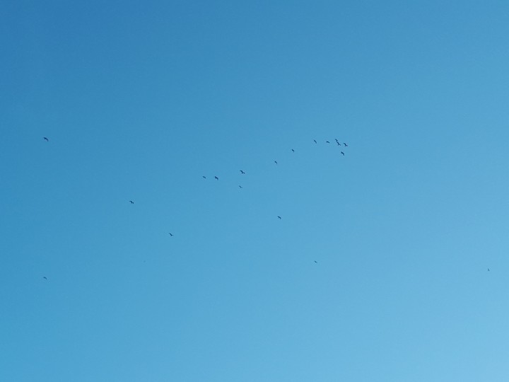 Aves