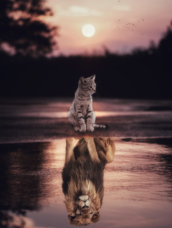 Cats are Lions