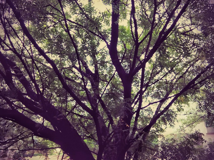tree