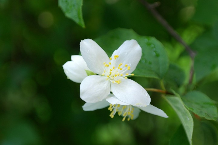 flower