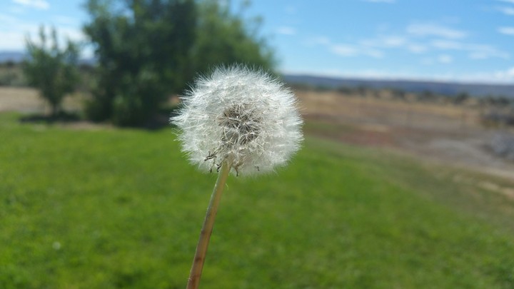 Dandelion the Sunlight