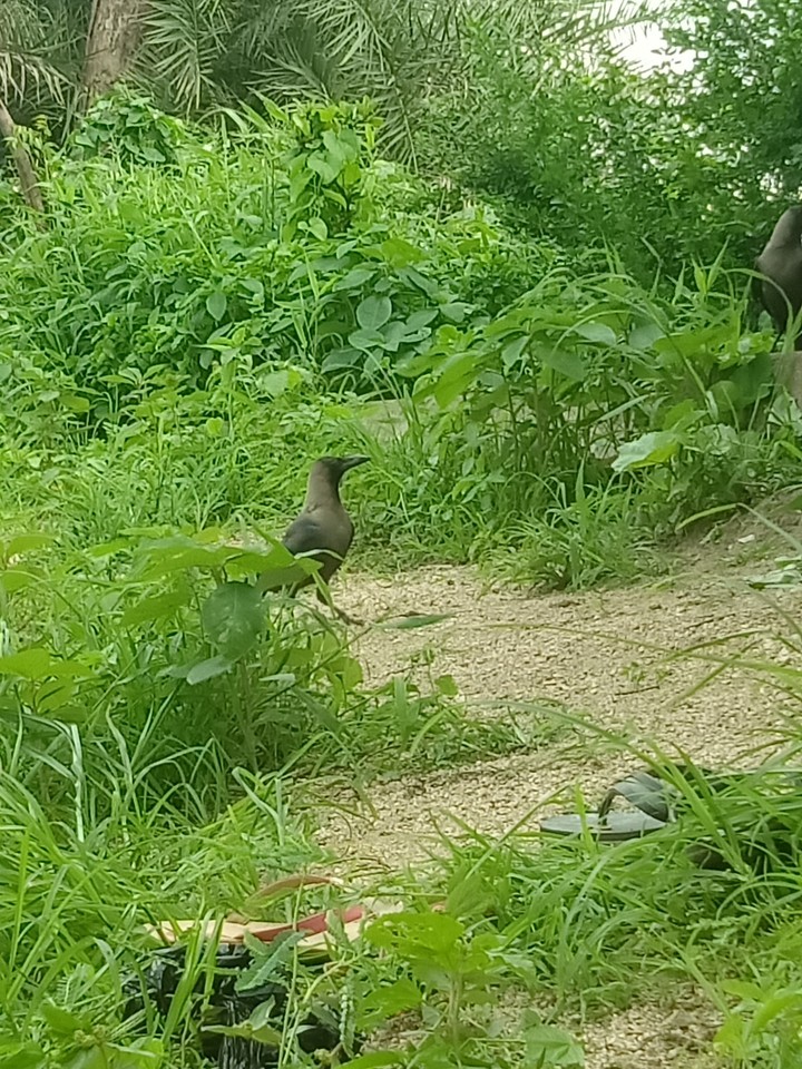 crow