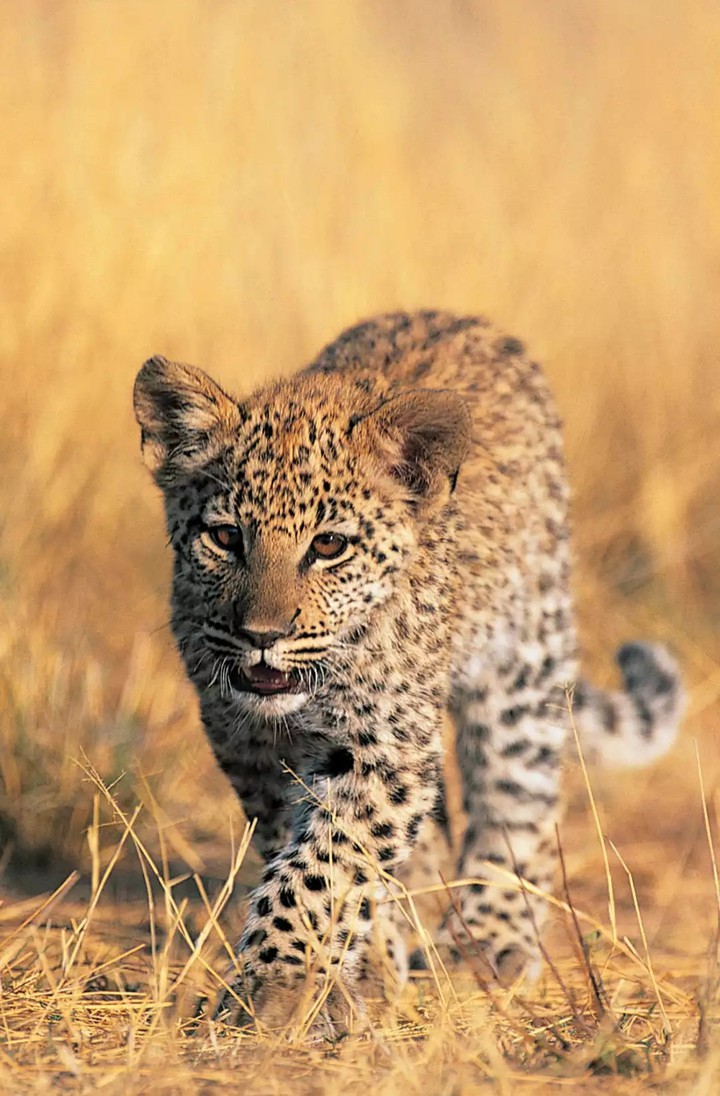 Cheetah