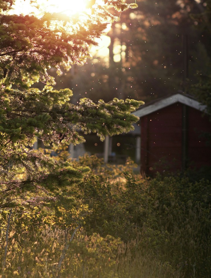 Midsummer Night's Dream