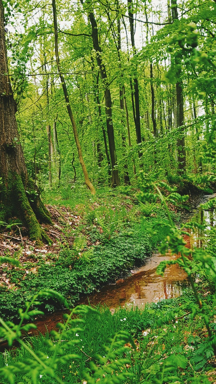 Nature