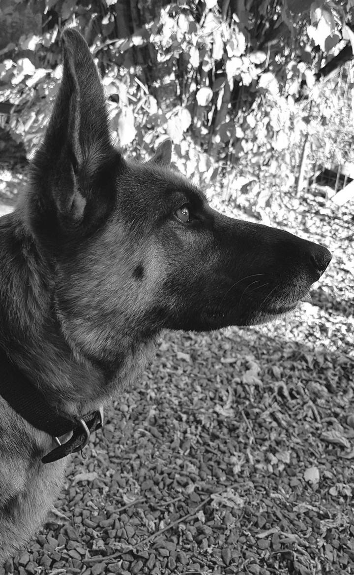 chien