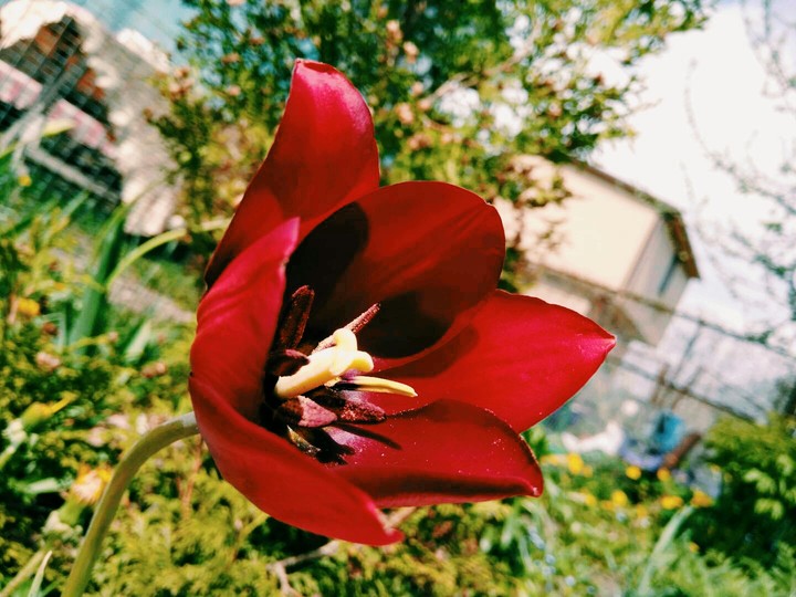 Tulip