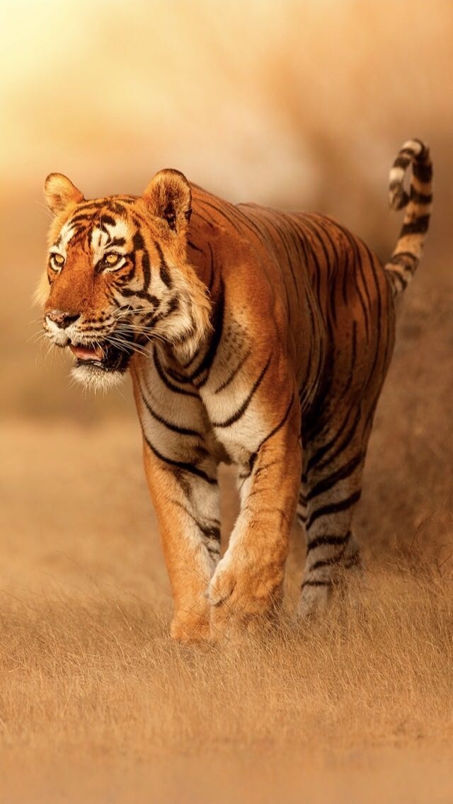 Bengal Tiger