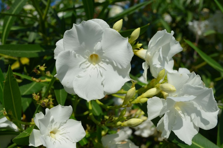 Flower