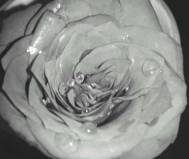 Beads n rose