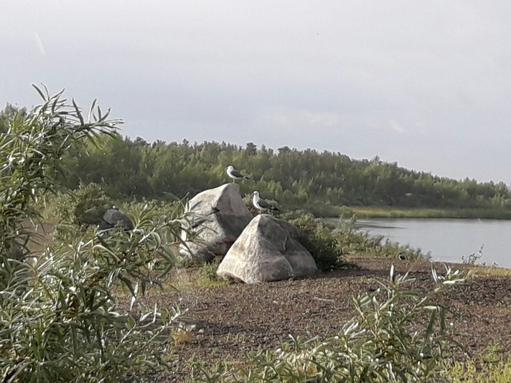 чайки