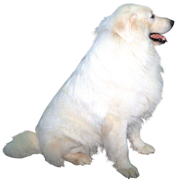 동물