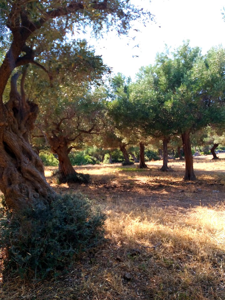 Ancient olive trees