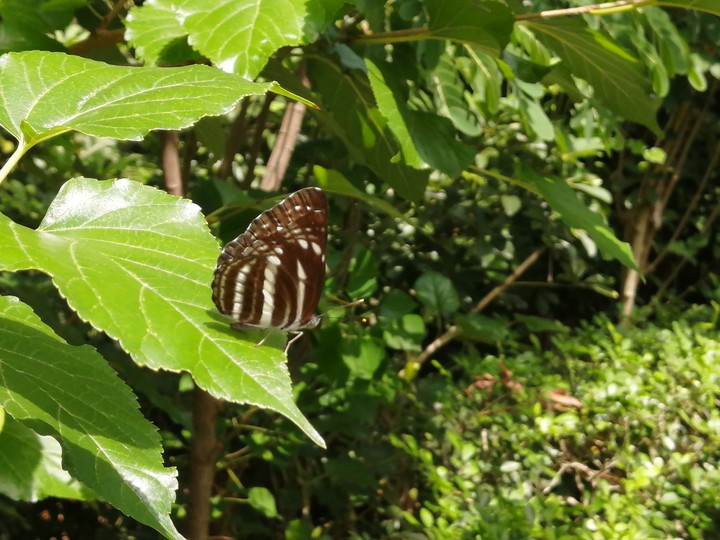 butterfly