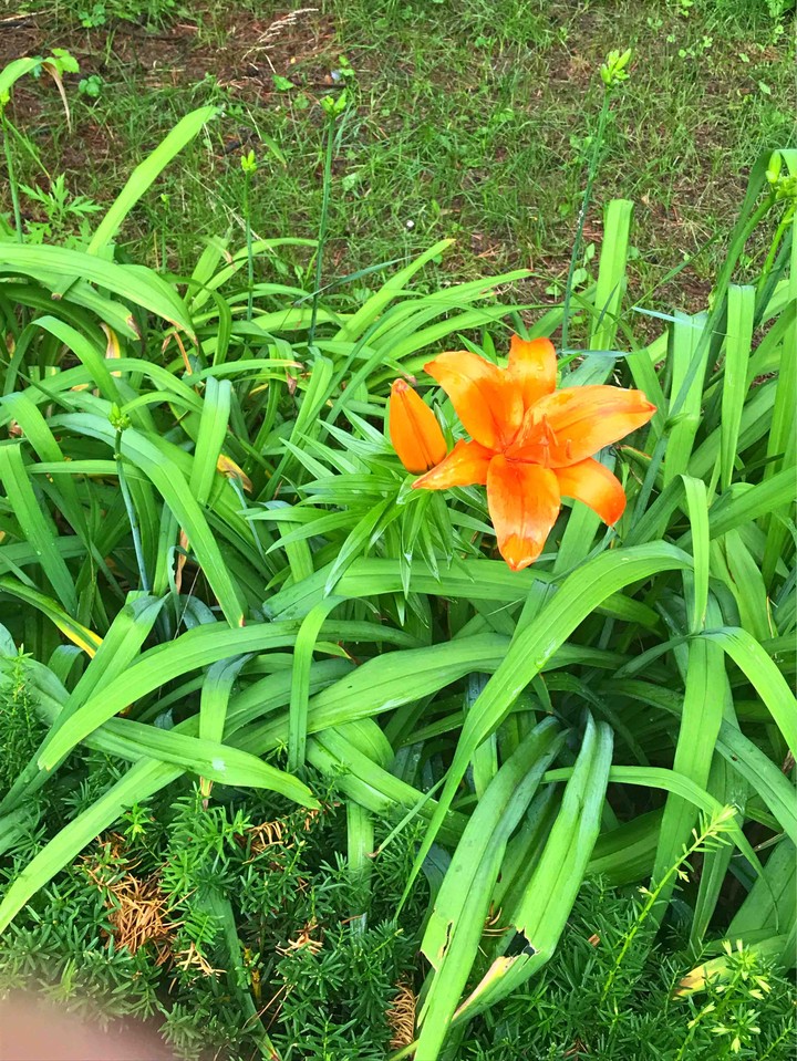 a flower
