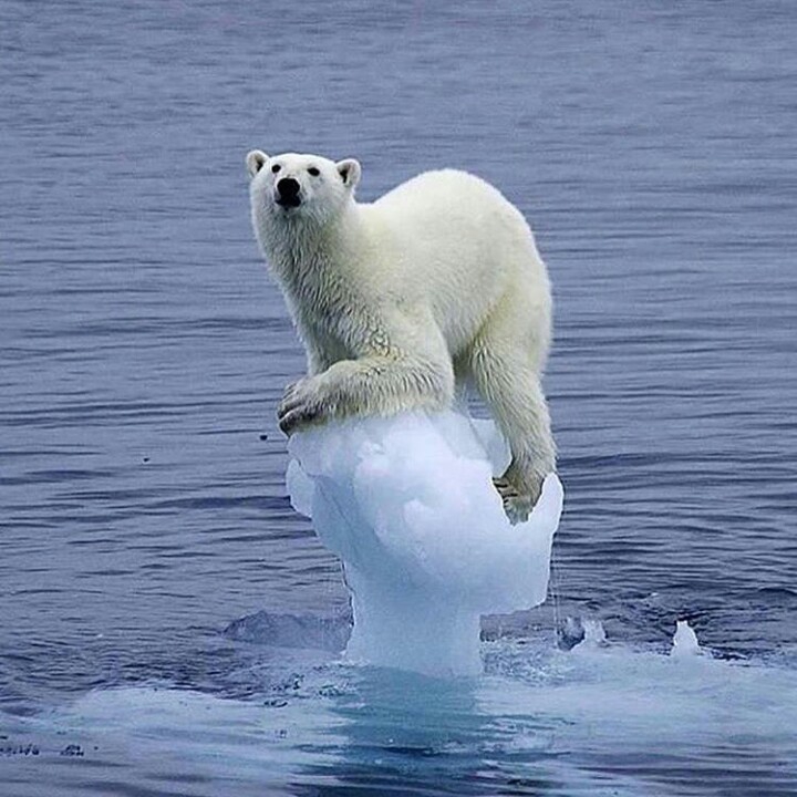 l'ours blanc⭐⭐⭐