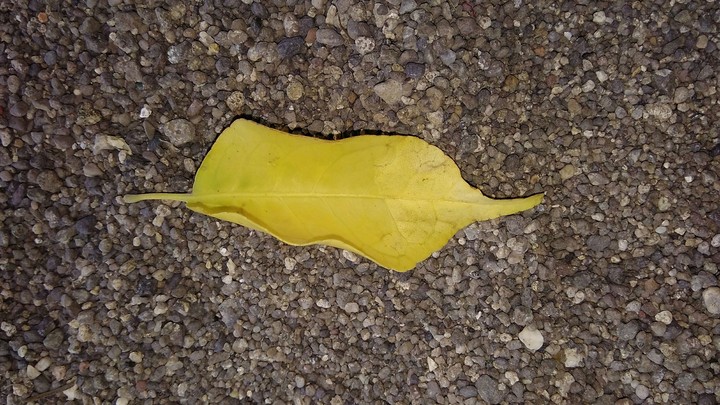 autumn leaf