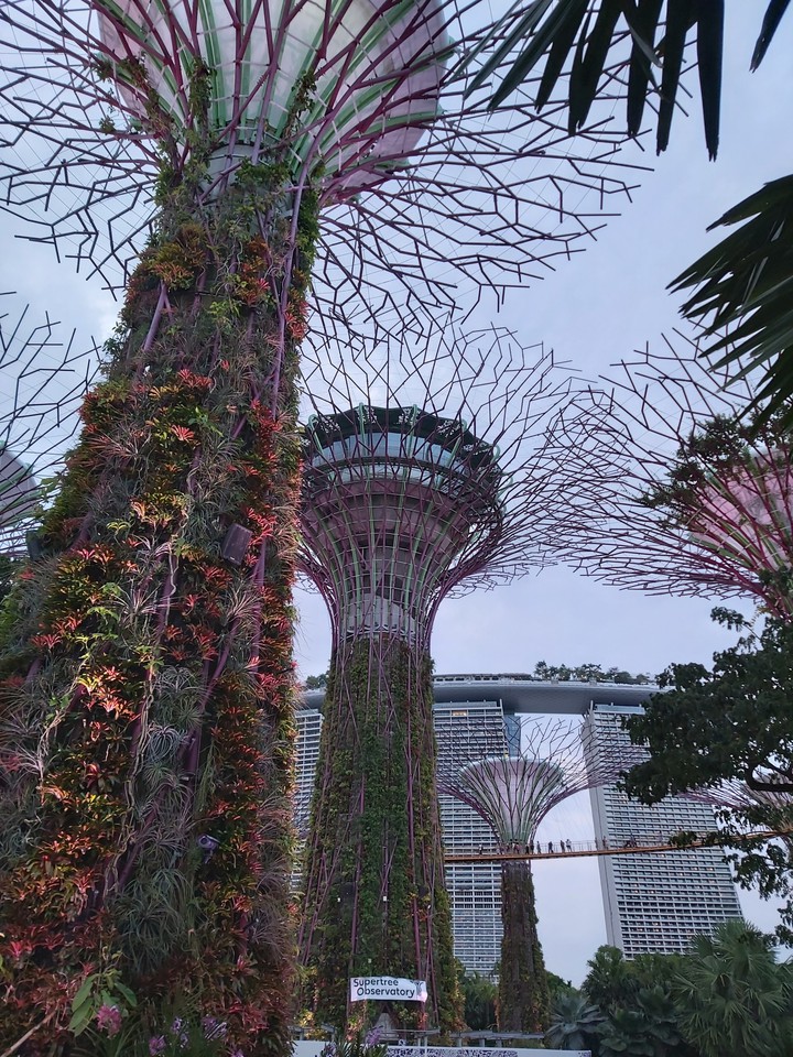 Garden by the bay (Singapore)
