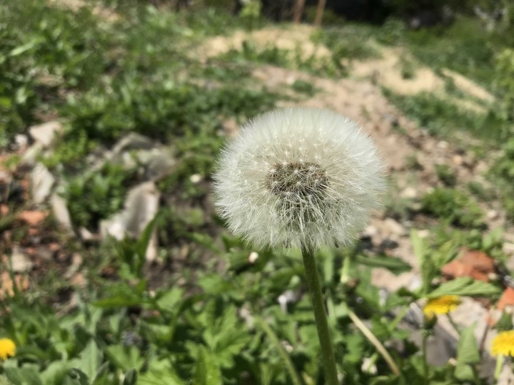 dandelion