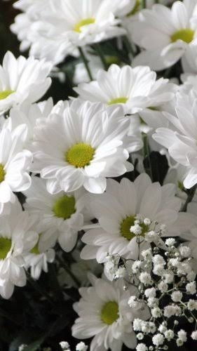 white flower