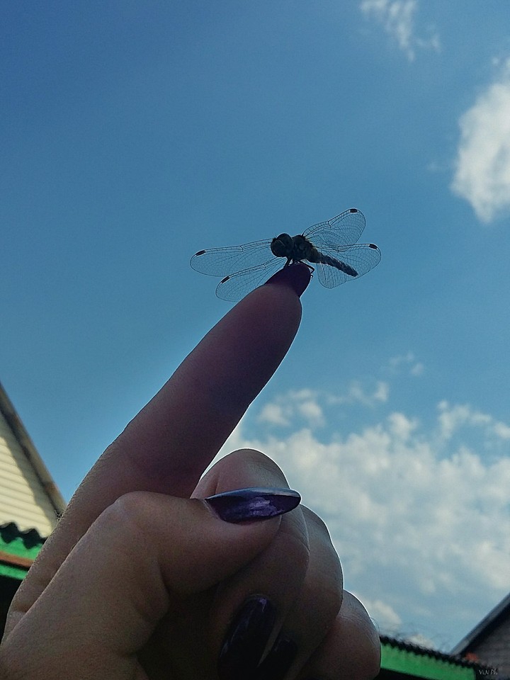 Freedom