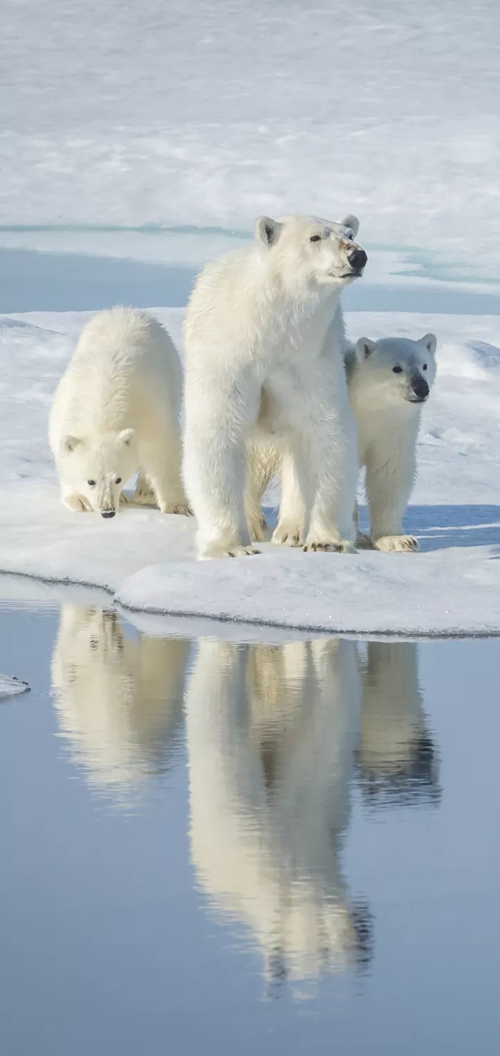Fierce Polar Bear